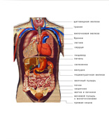 Location of internal organs.