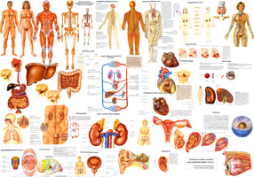 Anatomical atlas, compiled by NG Krivorotov